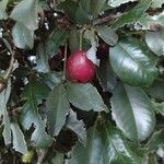 Syzygium australe fruit picture by Catherine Baldwin (cc-by-sa)