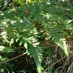 Dicksonia sellowiana leaf picture by Santiago Maurício (cc-by-sa)