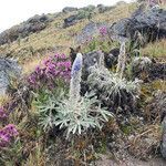 Lupinus alopecuroides habit picture by Fabien Anthelme (cc-by-sa)