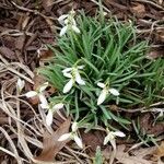 Galanthus nivalis habit picture by Cheryl Latten (cc-by-sa)