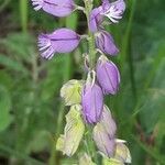 Polygala alpestris habit picture by jeclerencia (cc-by-sa)