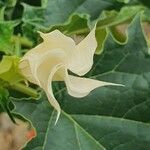 Datura stramonium flower picture by Jean Marie Jacquart (cc-by-sa)