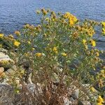 Grindelia squarrosa flower picture by peter scheiler (cc-by-sa)