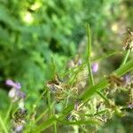 Hesperis matronalis fruit picture by Alexander Vocaet (cc-by-sa)