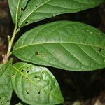 Coccoloba porphyrostachys leaf picture by Nelson Zamora Villalobos (cc-by-nc)