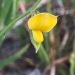 Crotalaria purshii flower picture by Tom Jones (cc-by-sa)