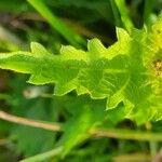 Tragia subsessilis leaf picture by susan brown (cc-by-sa)