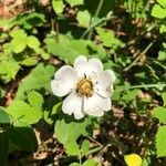 Rosa arvensis flower picture by Brigitte Huber-Jordi (cc-by-sa)