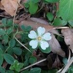 Potentilla montana flower picture by Maylis Ducos (cc-by-sa)