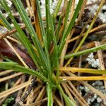 Calamagrostis fibrovaginata leaf picture by Fabien Anthelme (cc-by-sa)