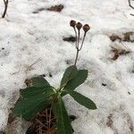 Chimaphila umbellata habit picture by Mégan Campeau (cc-by-sa)