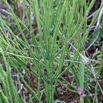 Equisetum palustre habit picture by Sabina Hartmann (cc-by-sa)