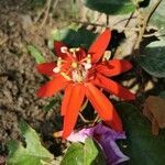 Passiflora vitifolia flower picture by Mauricio León Carreño (cc-by-sa)