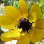 Adonis microcarpa flower picture by Mael Taupin (cc-by-sa)