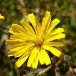 Crepis mollis flower picture by Denis Moulin (cc-by-sa)