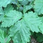 Rubus arcticus leaf picture by Silvestre Ricardo (cc-by-sa)