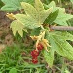 Platanus racemosa leaf picture by Kenji Liu (cc-by-sa)