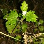 Ribes alpinum habit picture by gabrielle kotewitz (cc-by-sa)