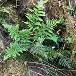 Dryopteris carthusiana habit picture by Terje Norli (cc-by-sa)