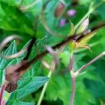 Geranium palustre fruit picture by Martina Plech (cc-by-sa)