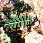 Astragalus depressus leaf picture by Emanuele Santarelli (cc-by-sa)