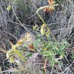 Crotalaria uguenensis habit picture by susan brown (cc-by-sa)