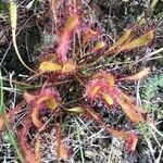 Drosera anglica leaf picture by christelle crochard (cc-by-sa)