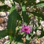 Vernonia noveboracensis flower picture by Chris Ehrich (cc-by-sa)