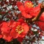 Chaenomeles japonica flower picture by Sameline Richem-Mouhamed (cc-by-sa)