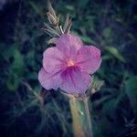 Ruellia nudiflora flower picture by zuñiga Eduardo (cc-by-sa)