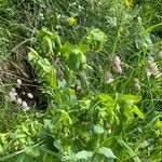 Cerinthe glabra habit picture by Lennaert Steen (cc-by-sa)