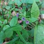 Pulmonaria obscura flower picture by Taina Fresco (cc-by-sa)