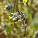 Myosotis balbisiana flower picture by brigitte carbonne (cc-by-sa)