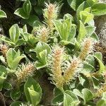 Salix pyrenaica flower picture by Alain Lagrave (cc-by-sa)