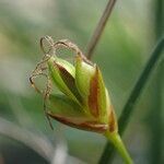 Carex halleriana flower picture by Sylvain Piry (cc-by-sa)