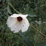 Hibiscus aculeatus flower picture by Eli Small (cc-by-sa)