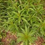 Epilobium angustifolium habit picture by Rory O'Conor (cc-by-sa)