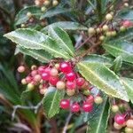 Ardisia crenata fruit picture by Yves Martin (cc-by-sa)