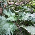 Urtica pilulifera leaf picture by Ylona Ramond (cc-by-sa)