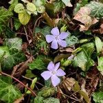 Vinca minor flower picture by Les Fleurs de Marcelyne (cc-by-sa)