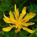 Microseris borealis flower picture by Ethan Greer (cc-by-sa)