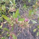 Dodonaea viscosa fruit picture by Juan Carlos Caballero (cc-by-sa)