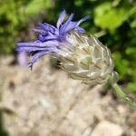 Catananche caerulea fruit picture by Catherine DUVAL (cc-by-sa)