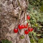 Solanum dulcamara fruit picture by ainhoa (cc-by-sa)