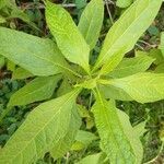 Neurolaena lobata leaf picture by Roger-Albert Numa (cc-by-sa)