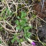 Primula minima leaf picture by Martine Verhaeghe (cc-by-sa)