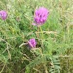 Astragalus onobrychis flower picture by руслан застава (cc-by-sa)