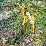 Prosopis glandulosa flower picture by Martin Bishop (cc-by-sa)