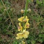 Verbascum virgatum flower picture by Joanne Boulvin (cc-by-sa)