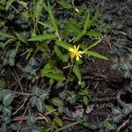 Corchorus hirtus habit picture by Nelson Zamora Villalobos (cc-by-nc)